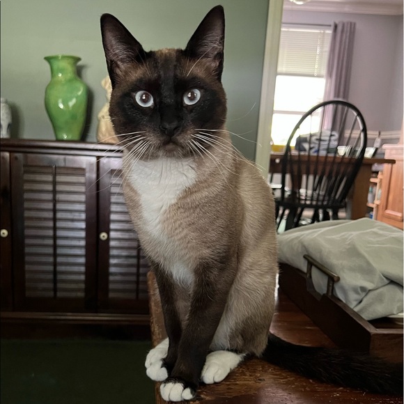 Hi. I’m Koda. I’m 1 year old now - Picture 2 of 14